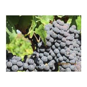 アウラマドレ　ランブルスコ・セッコ　エミリアIGT　／AURAMADRE 　LAMBRUSCO／ |  | 02