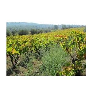 アウラマドレ　ランブルスコ・セッコ　エミリアIGT　／AURAMADRE 　LAMBRUSCO／ |  | 03