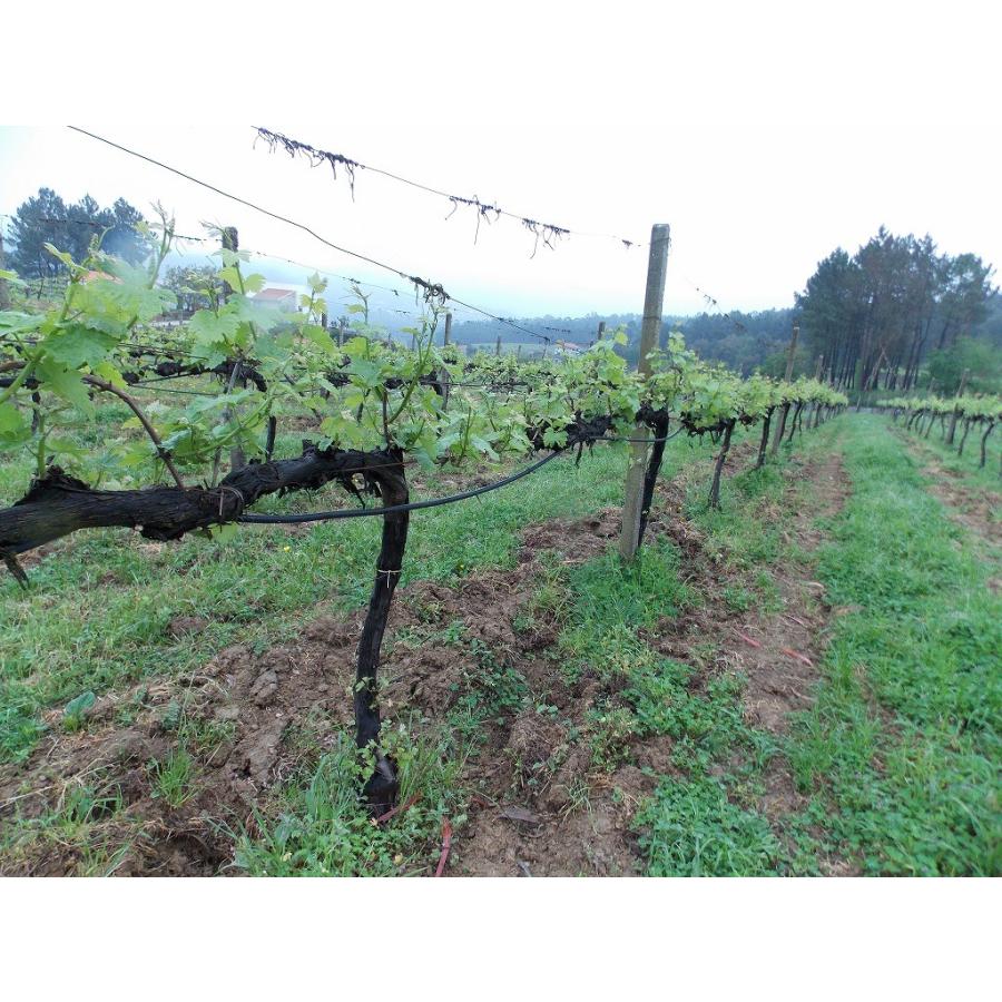 ヴィニビオ ミカ ナチュール　VINIBIO MICA MICA NATURE　2023 |  | 02