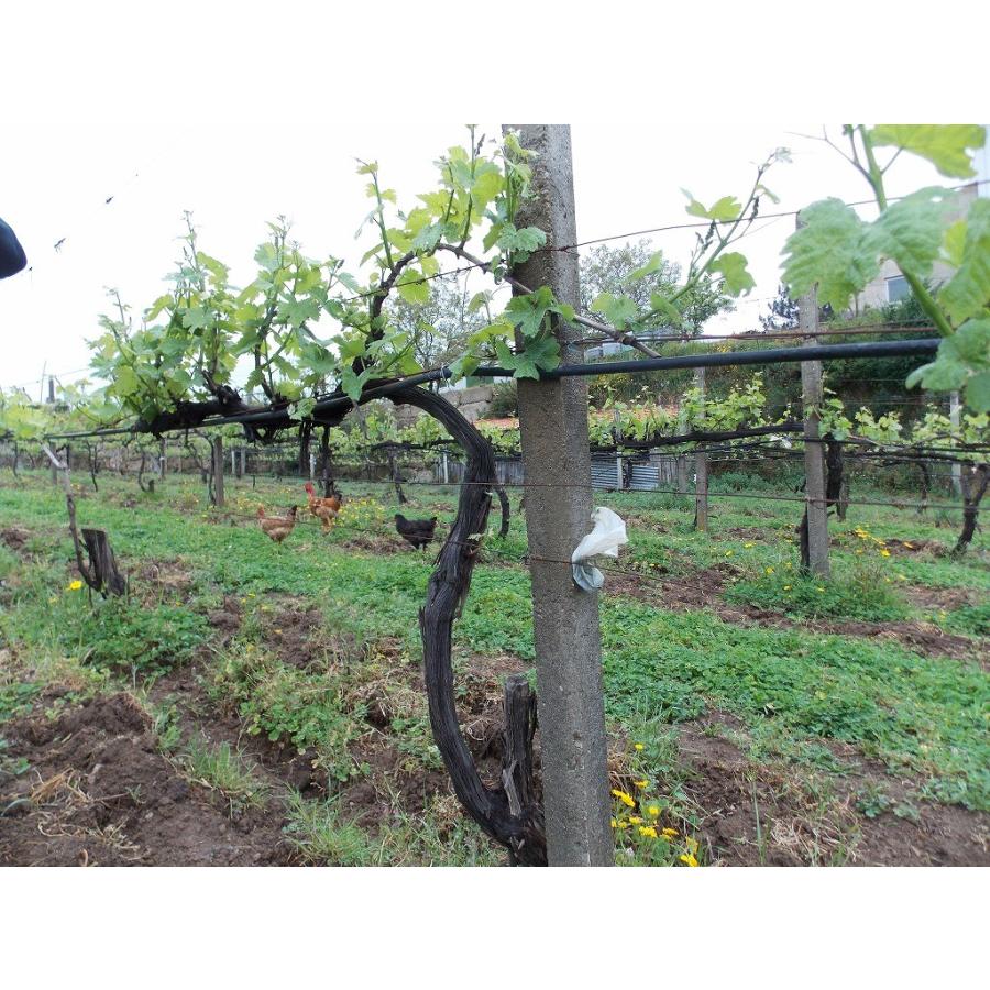 ヴィニビオ ミカ ナチュール　VINIBIO MICA MICA NATURE　2023 |  | 03