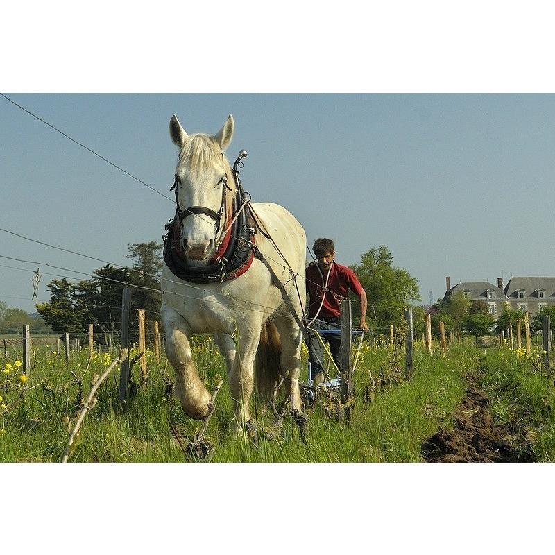 レミセデス キュベ　サンプルムース　2023／CUVEE SAMPLEMOUSSE　REMI SEDES |  | 03