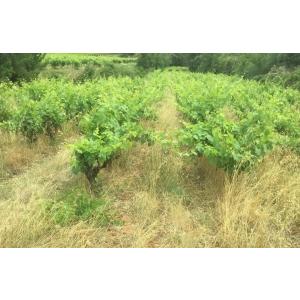 ラ・フェルム・デュ・カード　トゥージュール・プリュス　2022／TOUJOURS PLUS |  | 03