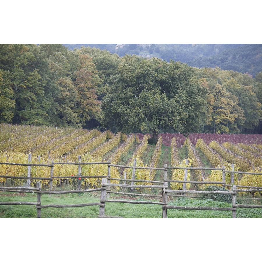 ラ・チェレータ　マティス 2022／La Cerreta Matis |  | 10