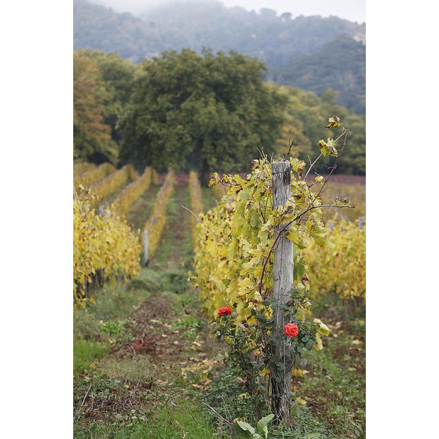 ラ・チェレータ　マティス 2022／La Cerreta Matis |  | 11