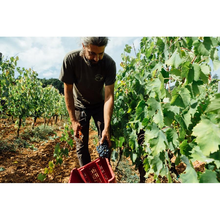 ラ・チェレータ　マティス 2022／La Cerreta Matis |  | 08