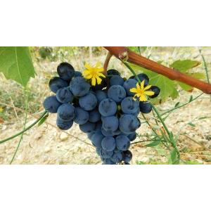 トマ・ジュリアン　シュール・ル・カイユ　2018／THOMAS JULLIEN　SUR LE CAILLOU |  | 02