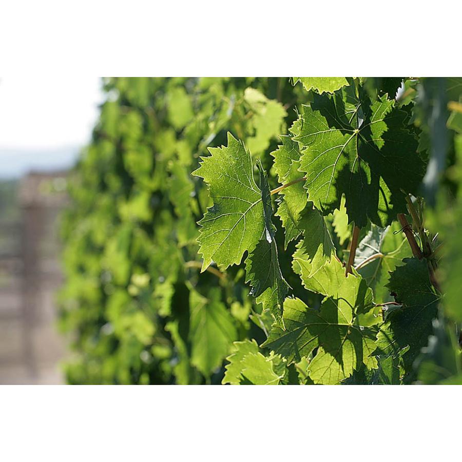 マルクス・アルテンブルガー　ヨイサー・レーベン2023／MARKUS ALTENBURGER JOISER REBEN |  | 12