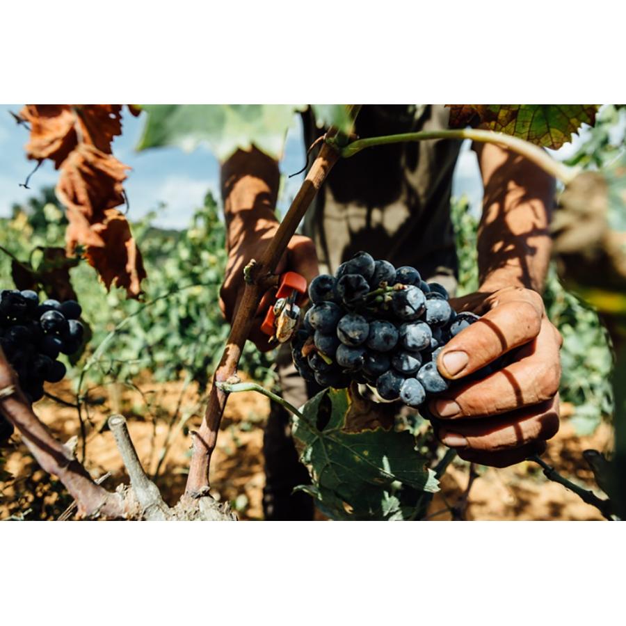 マルクス・アルテンブルガー　ヨイサー・レーベン2023／MARKUS ALTENBURGER JOISER REBEN |  | 09