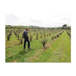 パルティーダ・クレウス ビネッロ　ブランコ　VN 2021／VN BLANCO |  | 03