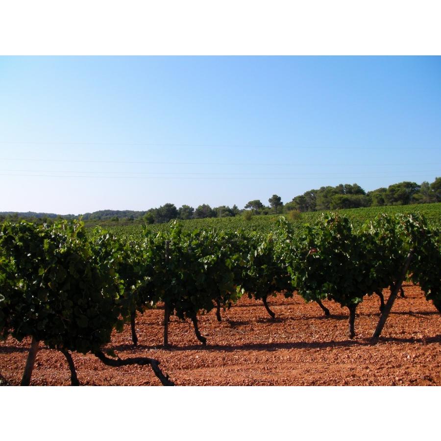 ボンペシェ ブラン2023　Bonne Peche Blanc |  | 02