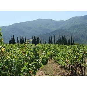 フラール・ルージュ ソワフ・ド・マル ブラン2022　FOULARD ROUGE / LA SOIF DU MAL BLANC |  | 02