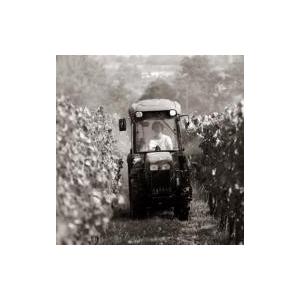 ソタ・アルス・アンジェルス　フロウ・ブランコ　2022／SOTA ELS ANGELS　FLOW BLANCO |  | 06