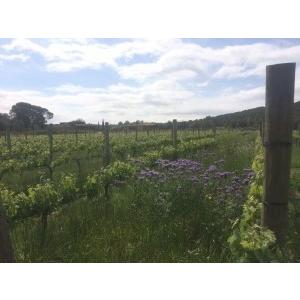 ソタ・アルス・アンジェルス　フロウ・ティント　2022／SOTA ELS ANGELS　FLOW TINTO |  | 03