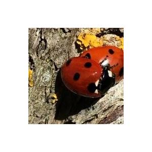 ソタ・アルス・アンジェルス　フロウ・ティント　2022／SOTA ELS ANGELS　FLOW TINTO |  | 04