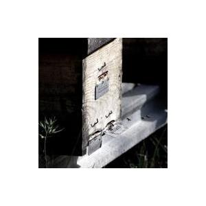 ソタ・アルス・アンジェルス　フロウ・ティント　2022／SOTA ELS ANGELS　FLOW TINTO |  | 07