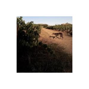 ソタ・アルス・アンジェルス　フロウ・ティント　2022／SOTA ELS ANGELS　FLOW TINTO |  | 08