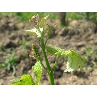 ドメーヌ・ド・ラ・リュノッテ　レ・ルシニュー2023/DOMAINE DE LA LUNOTTE　LES ROSSIGNEOUX　2023 |  | 04