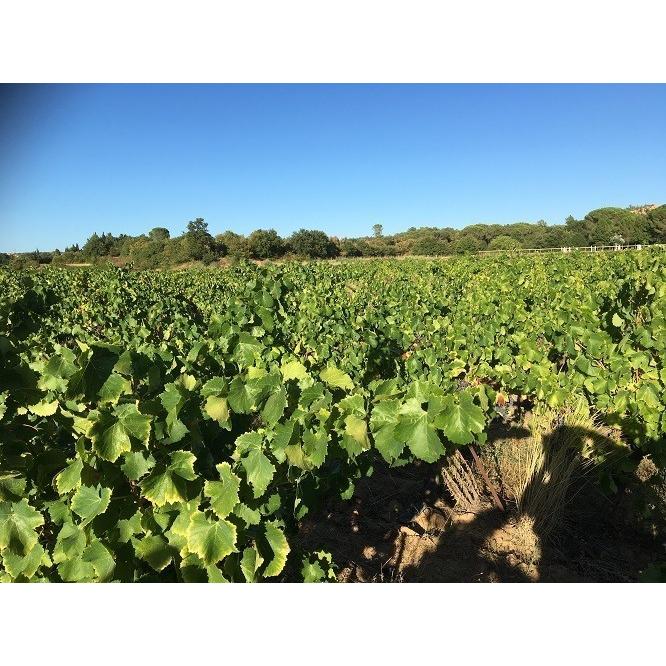 パルティーダ・クレウス　MP 3amours マグナム　2019／PARTIDA　CREUS　MP 3AMOURS MAGNUM |  | 06