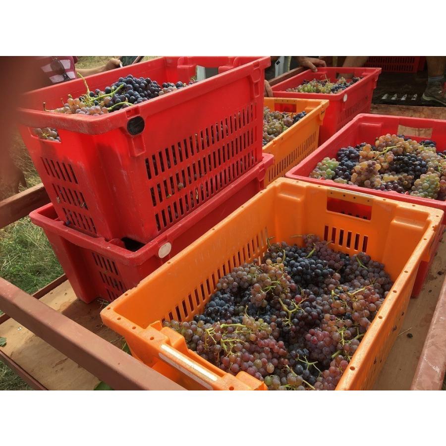 フラール・ルージュ グルナッシュ　2022　FOULARD ROUGE ／GRENACHE　2022 |  | 04