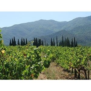 フラール・ルージュ ソワフ・ド・マル ルージュ 2022　FOULARD ROUGE ／LA SOIF DU MAL ROUGE |  | 02