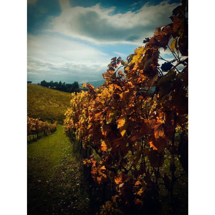 クラーラ・マルチェッリ ロザート　デコ　2022／CLARA MARCELLI ROSATO DECO |  | 05