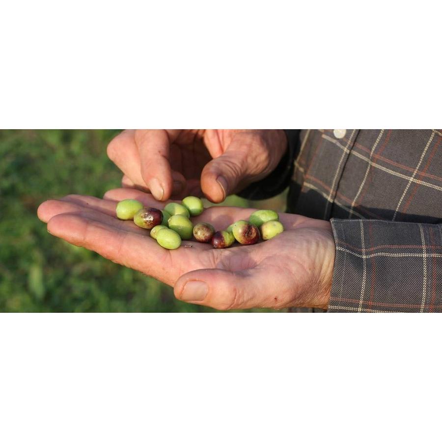 ラ・マリオーザ　エクストラバージンオリーブオイル　アウリーナ　250ml La Mariosa EXTRA VIRGIN OLIVE OIL |  | 01