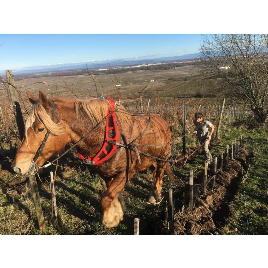 フレデリック・ゲシクト　キャダーヴル・エクスキ　NV／FREDERIC GESCHICKT CADAVRES EXQUIS SOLERA OF PINOTS ON 4 VINTAGE |  | 02