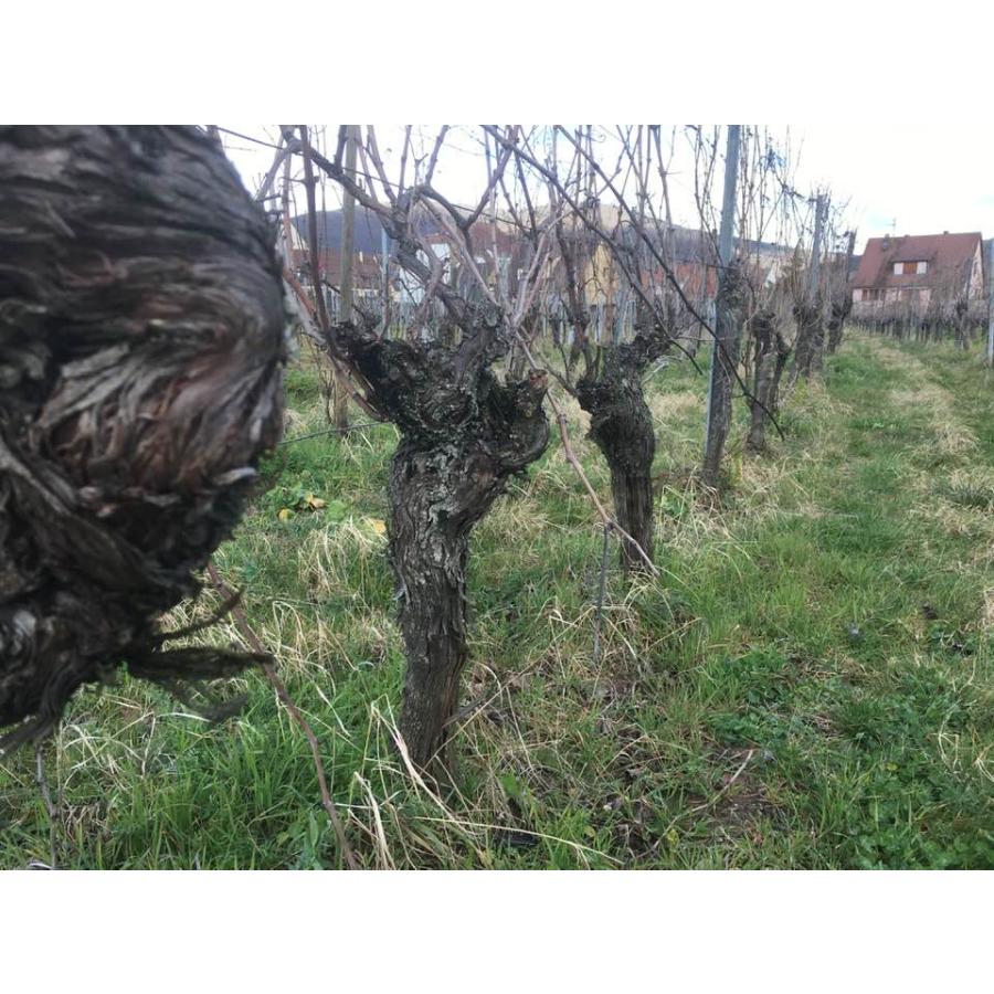 フレデリック・ゲシクト　キャダーヴル・エクスキ　NV／FREDERIC GESCHICKT CADAVRES EXQUIS SOLERA OF PINOTS ON 4 VINTAGE |  | 04