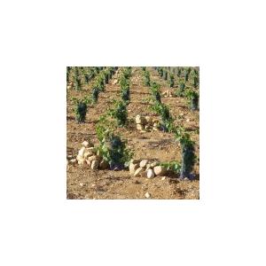 クロ・マソット　エム・エ・テ・トワ　ルージュ　2022／CLOS MASSOTTE　M ET TES TOI ROUGE　2022 |  | 11