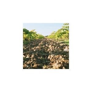 クロ・マソット　エム・エ・テ・トワ　ルージュ　2022／CLOS MASSOTTE　M ET TES TOI ROUGE　2022 |  | 13