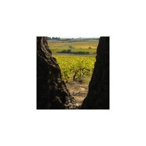 クロ・マソット　エム・エ・テ・トワ　ルージュ　2022／CLOS MASSOTTE　M ET TES TOI ROUGE　2022 |  | 15