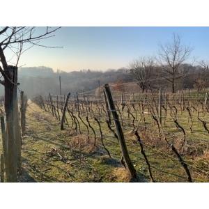 シュマン　サン・ドロップ2017／SUMAN 　SUN DROPS |  | 02