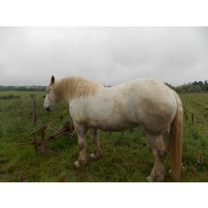 レミセデス キュベ ノエ 2020　Cuvee Noe, AOC Coteaux d'Ancenis　REMI SEDES |  | 05