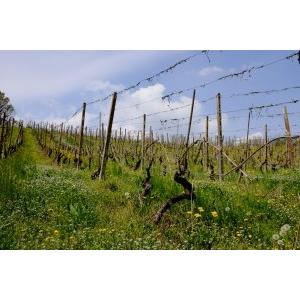 ブガンツァ　ラ・ジガ 2021／BUGANZA LA GIGA　2021 |  | 02