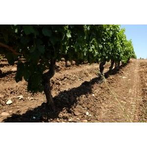 カンティーナ・ヴェノーザ　ヴェルボ　マルヴァジア　ビアンコ　2018／CANTINA DI VENOSA VERBO MALVASIA BIANCO　2018 |  | 03