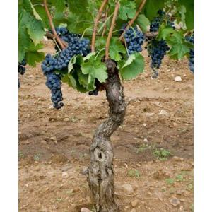 カンティーナ・ヴェノーザ　ヴェルボ　マルヴァジア　ビアンコ　2018／CANTINA DI VENOSA VERBO MALVASIA BIANCO　2018 |  | 05