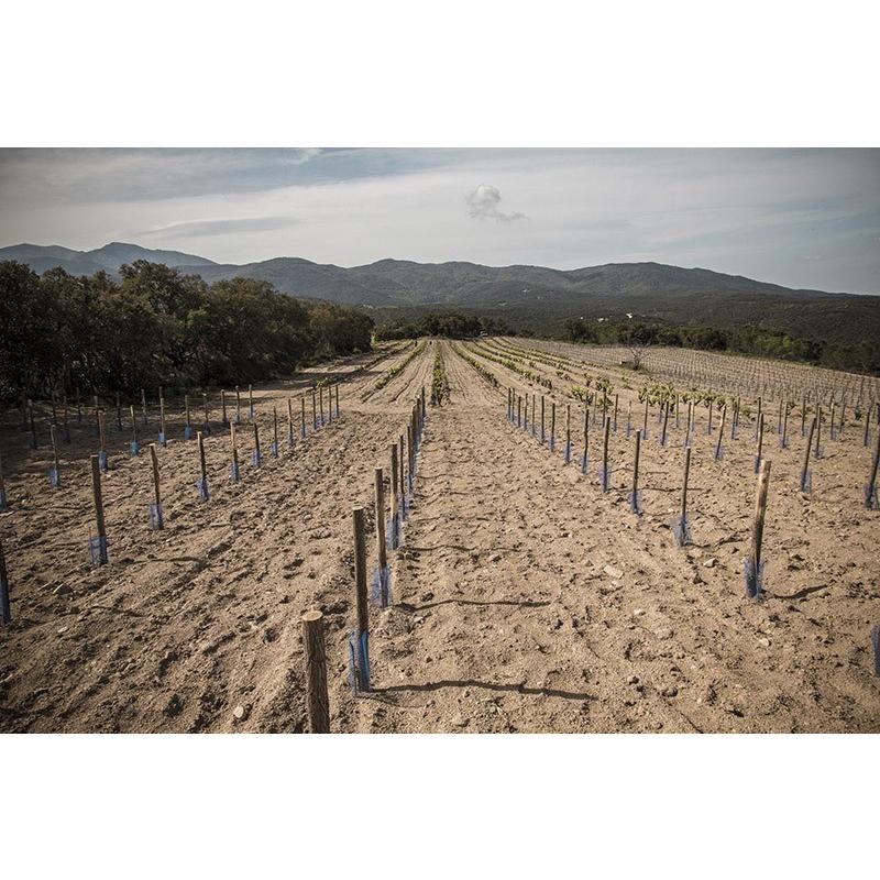 フレデリック・ゲシクト　ケフェルコプフ　グラン・クリュ　ブレンド　2016／KAEFFERKOPF GRAND CRU |  | 10