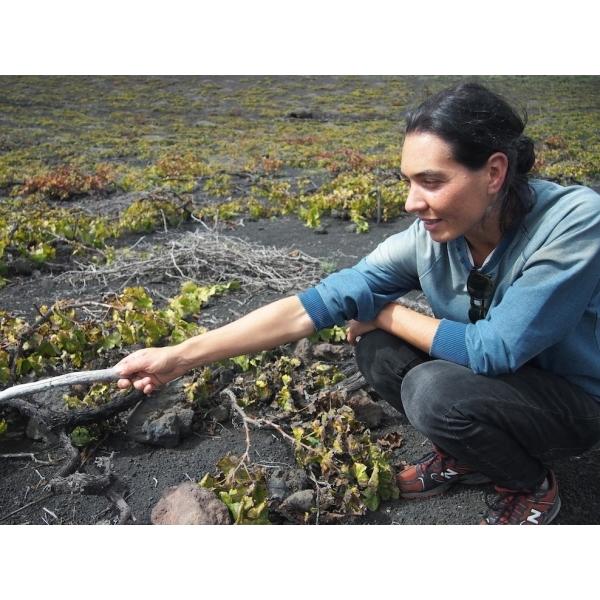 ツェッペが必ず入っている福袋C　送料無料　クール便代別途（離島はのぞく） |  | 01