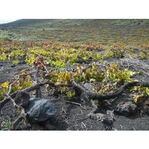 ツェッペが必ず入っている福袋C　送料無料　クール便代別途（離島はのぞく） |  | 03