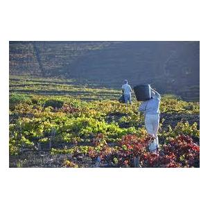 ツェッペが必ず入っている福袋C　送料無料　クール便代別途（離島はのぞく） |  | 06