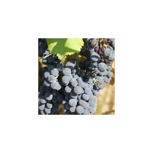 クロ・マソット　キュベ　オンディーヌ　ブラン　2023／ONDEINE BLANC |  | 10