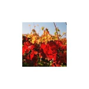 クロ・マソット　キュベ　オンディーヌ　ブラン　2023／ONDEINE BLANC |  | 12