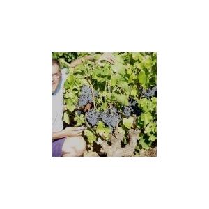 クロ・マソット　キュベ　オンディーヌ　ブラン　2023／ONDEINE BLANC |  | 04