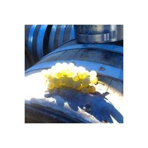 マリア・ボルトロッティ ボスコ・ピニョレット　2022／BOSCO PIGNOLETO |  | 02