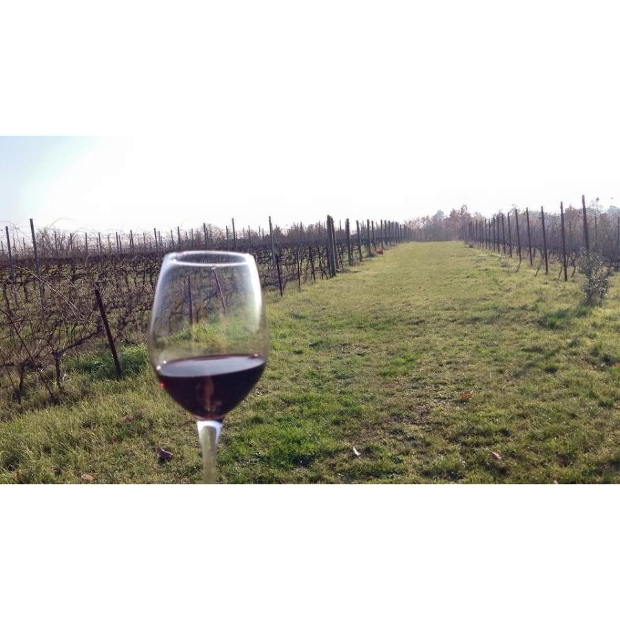 マリア・ボルトロッティ ボスコ・ピニョレット　2022／BOSCO PIGNOLETO |  | 06