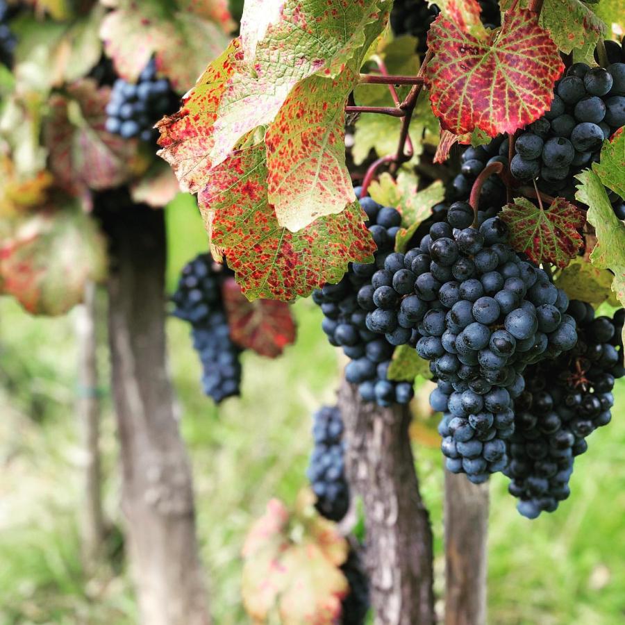 ケメトナー　ソーヴィニヨン・ブラン　#ノーフィルター／WEINGUT KEMETNER　SAUVIGNON BLANC #NOFILTER |  | 05