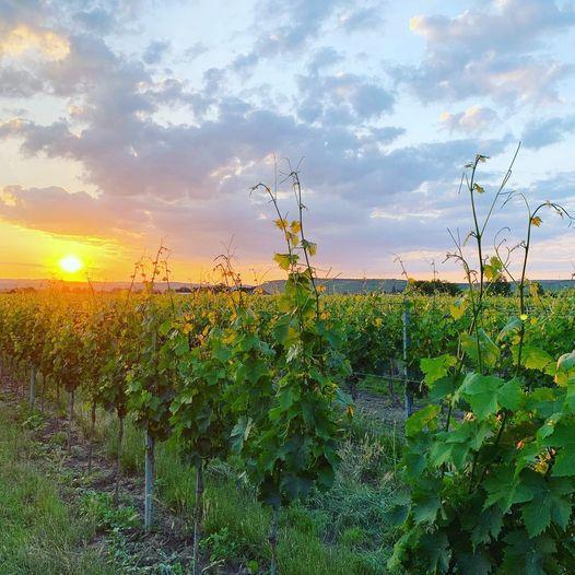 ケメトナー　ソーヴィニヨン・ブラン　#ノーフィルター／WEINGUT KEMETNER　SAUVIGNON BLANC #NOFILTER |  | 06