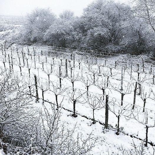 ケメトナー　ソーヴィニヨン・ブラン　#ノーフィルター／WEINGUT KEMETNER　SAUVIGNON BLANC #NOFILTER |  | 07