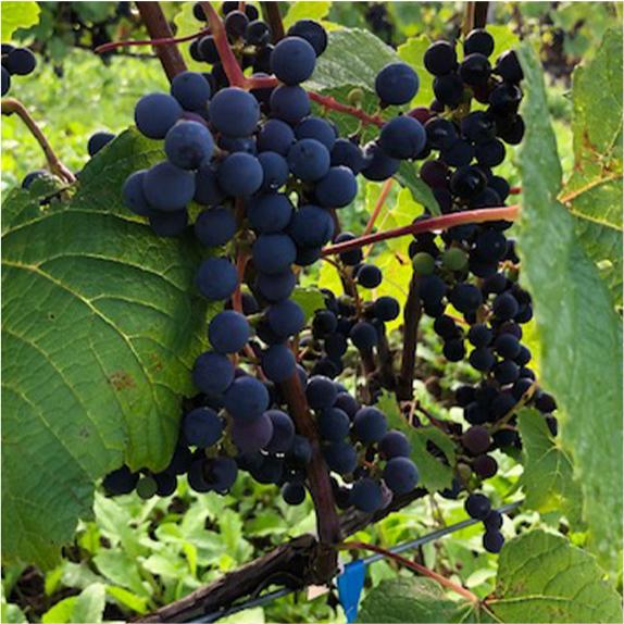 アパルタグア　グランヴェラーノ　カベルネ・ソーヴィニョン／Apaltagua Granverano Cabernt Sauvignon |  | 04