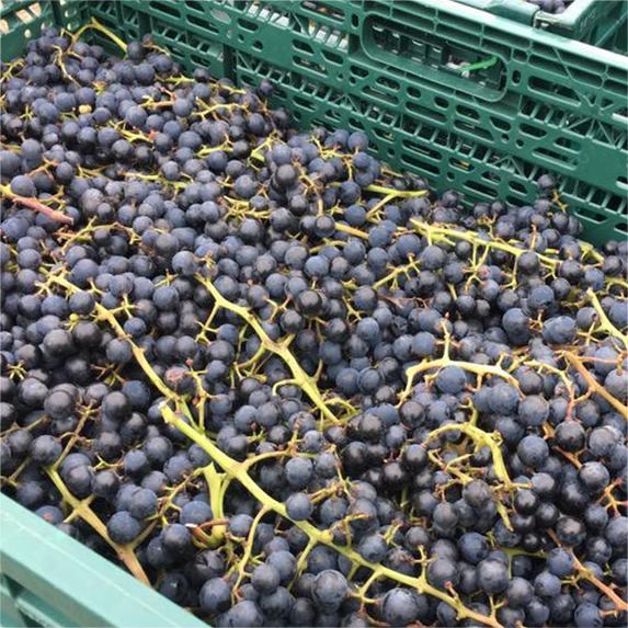 アパルタグア　グランヴェラーノ　カベルネ・ソーヴィニョン／Apaltagua Granverano Cabernt Sauvignon |  | 05